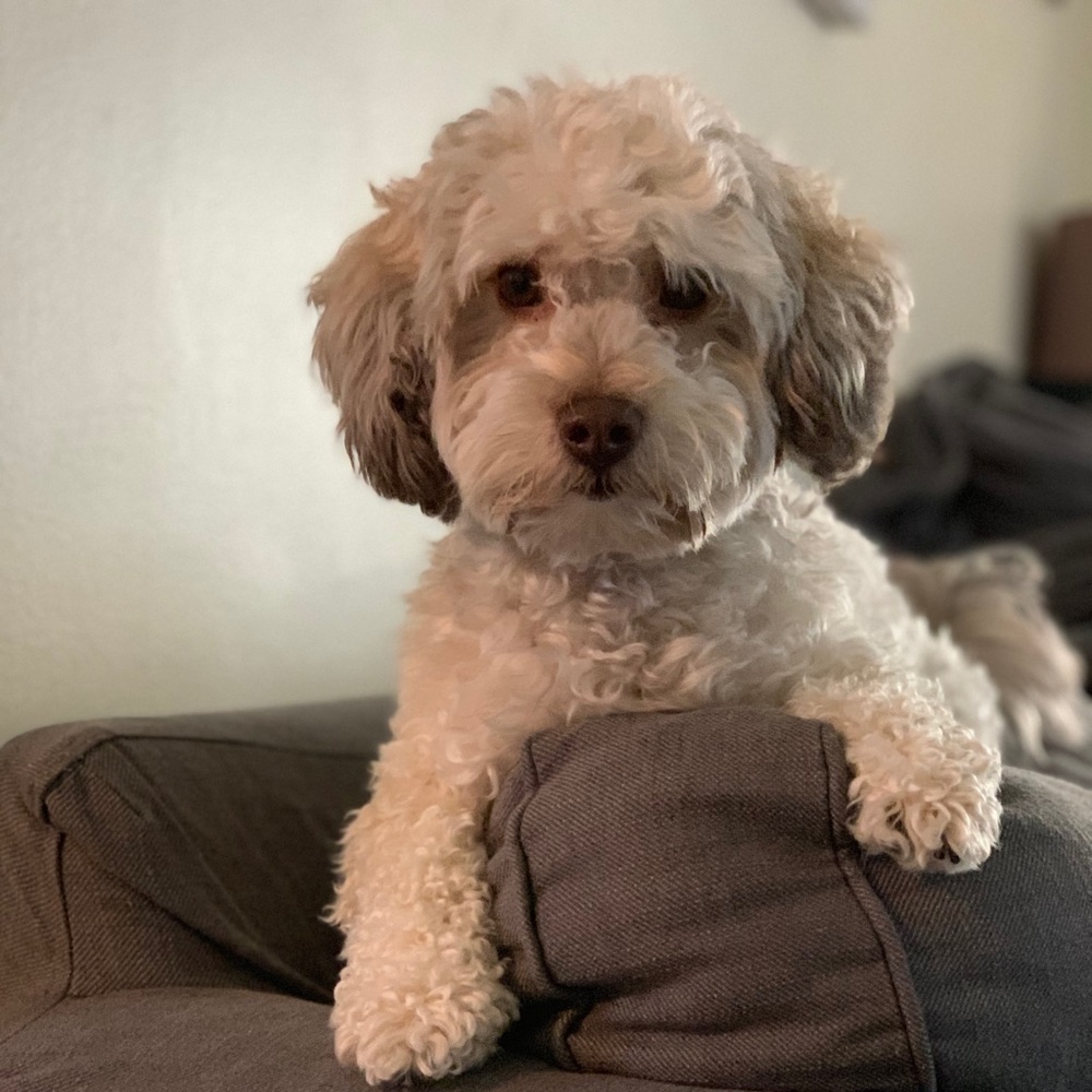 Meet your Posher, Marlo